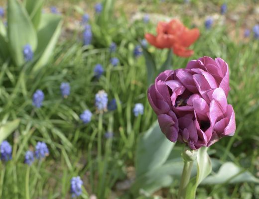 Blumengarten-tulpen-garten