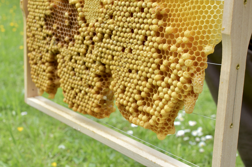 Bienenschwarm_brutwabe