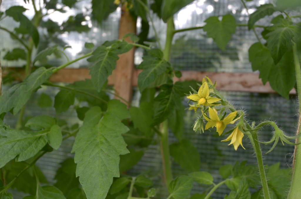 gemuesegarten_tomatenhaus