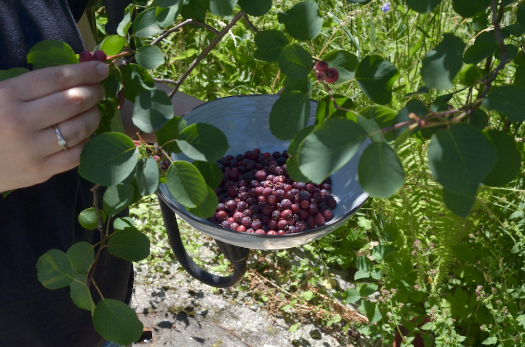 felsenbirnen_rezept-felsenbirnen_marmelade