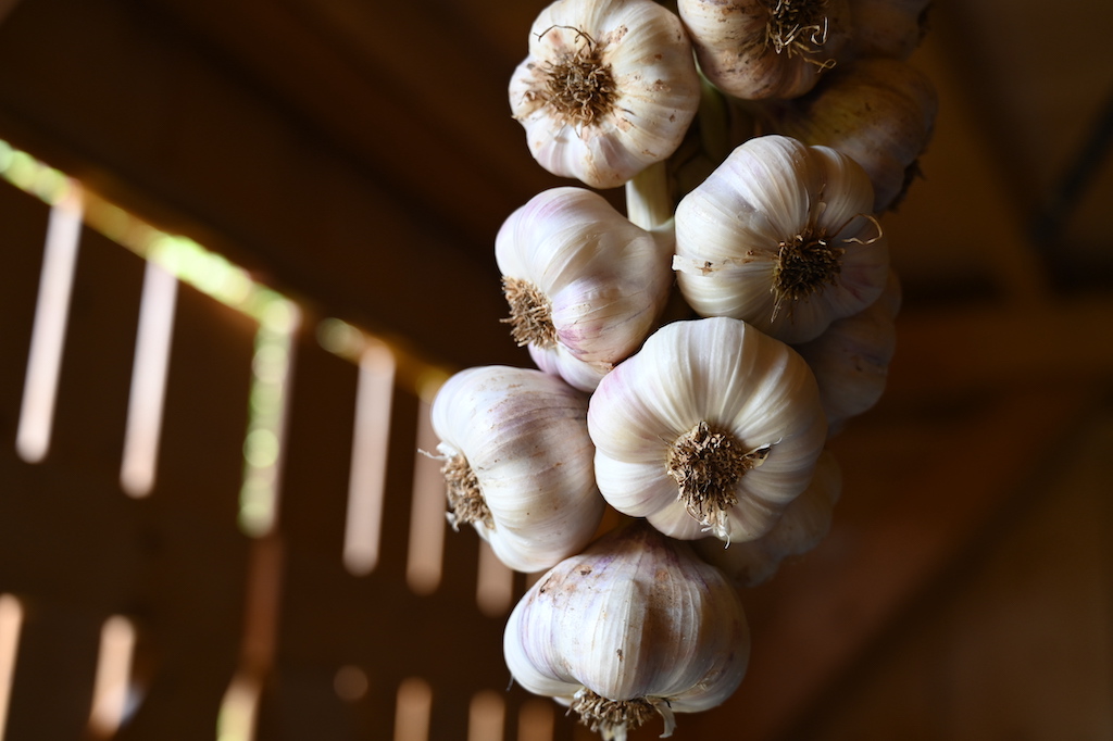 knoblauch_anbauen-knoblauch_ernten