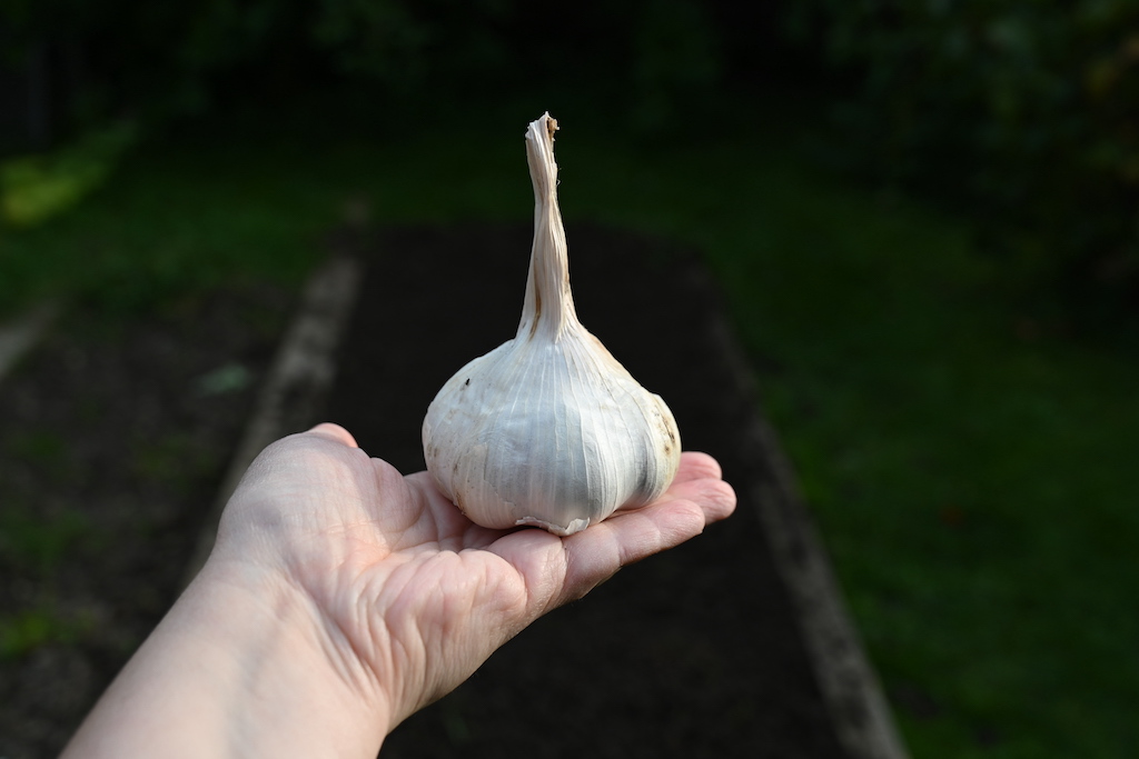 knoblauch_anbauen-knoblauch_ernten