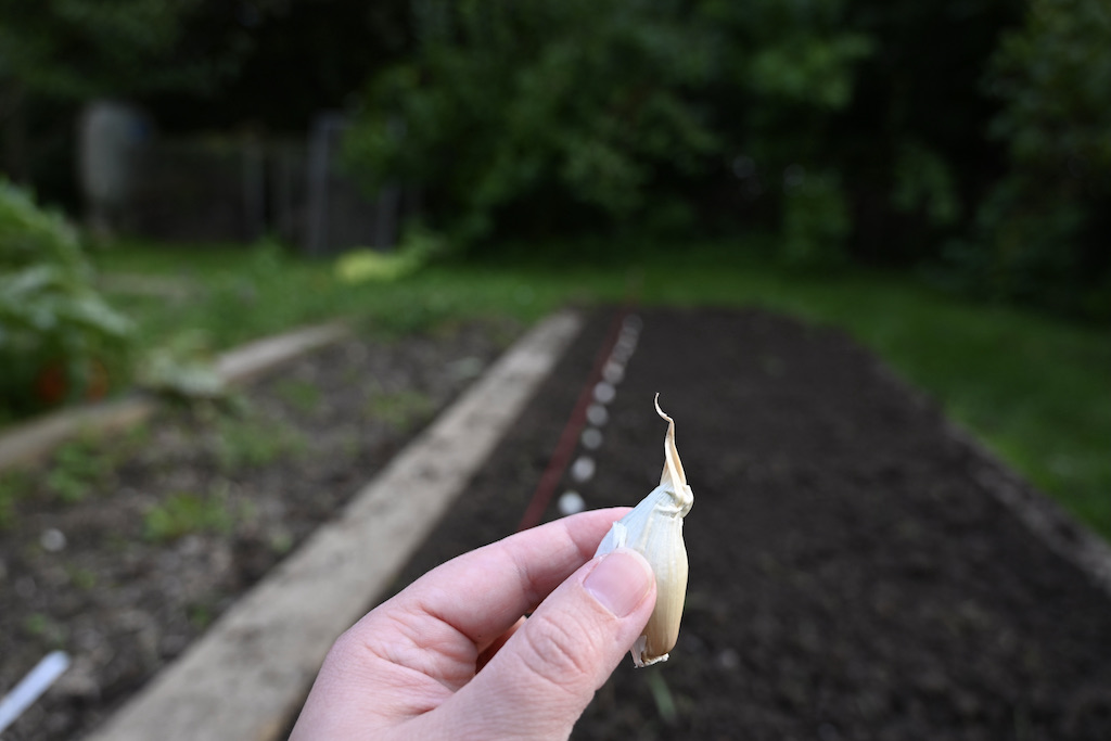 knoblauch_anbauen-knoblauch_ernten