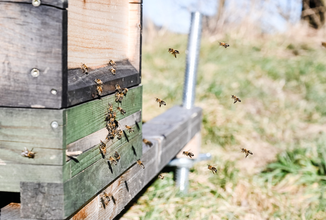 Honigbienen fliegen zurück in ihre Beute