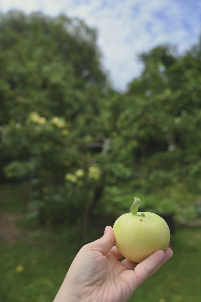 erntebereiter_Klarapfel