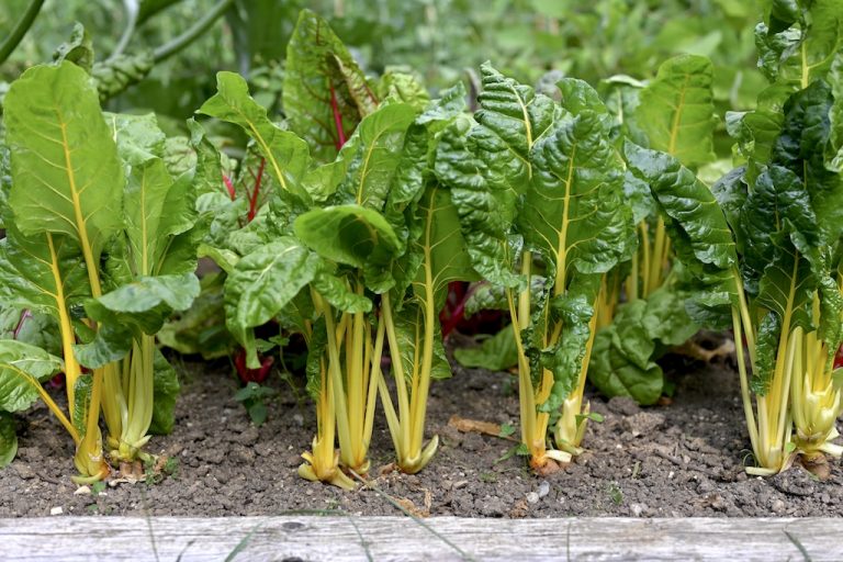 Mangold anbauen und haltbar machen | Ringel &amp; Blume