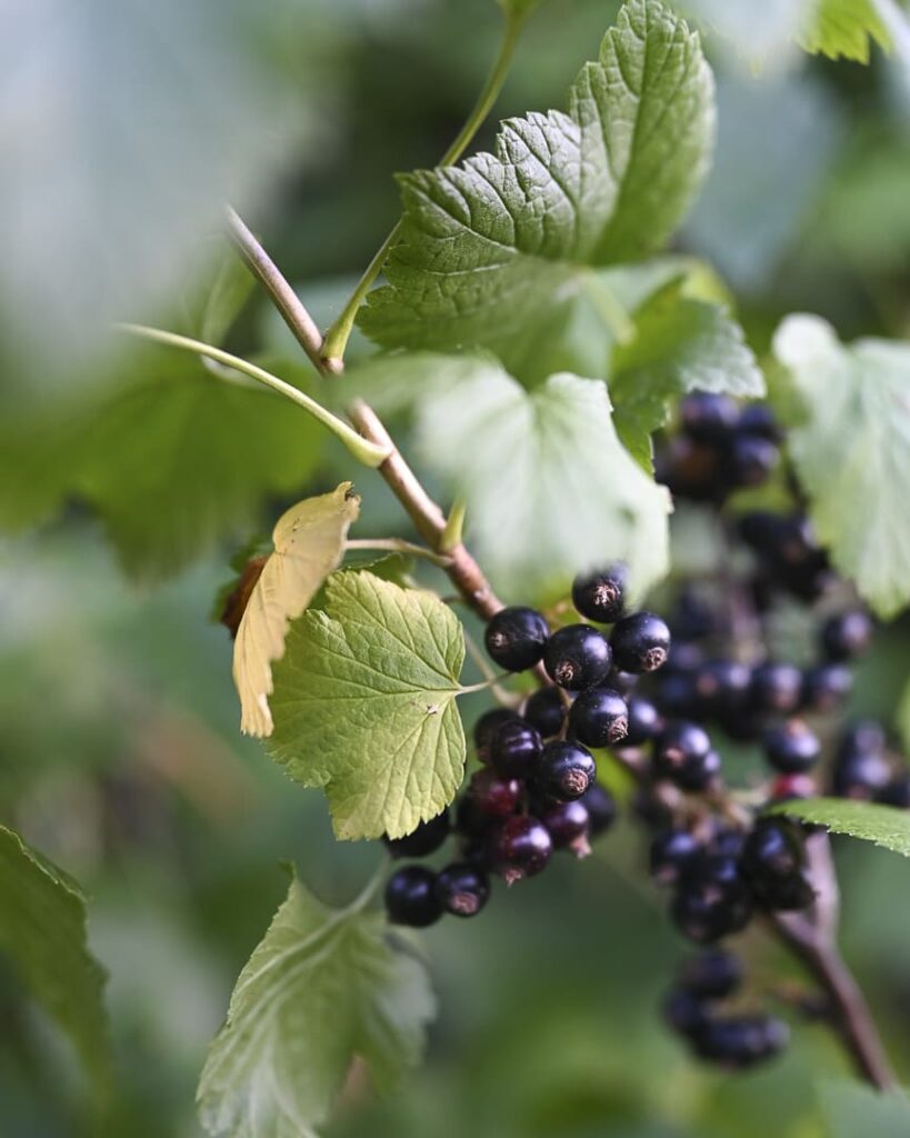 Reife schwarze Johannisbeeren am Strauch im Garten Schwarze Johannisbeeren am Strauch mit grünen Blättern im Garten